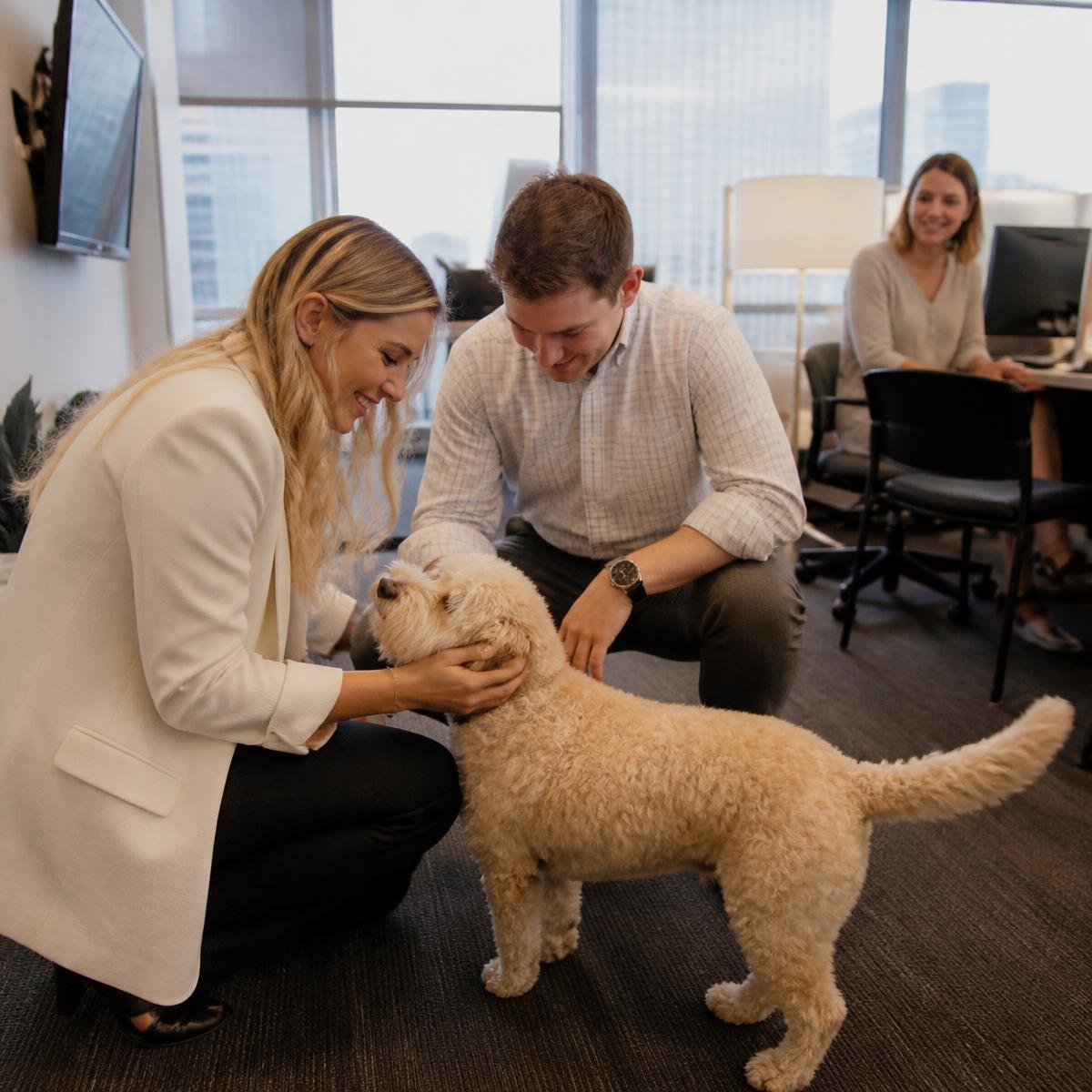 Coworkers greeting a mini goldendoodle in the office